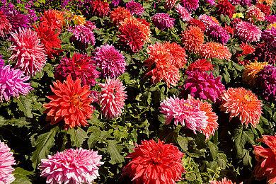 Xbox发布会：《我的世界：传奇》2023年推出