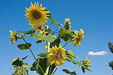 《以闪亮之名》免费上线Steam 综合评价“特别好评”